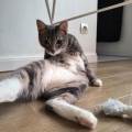 Petsitter-passionné-et-deconfiance--490985-3