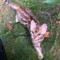 https://fr.holidog.com/ImagesPetSitters/A14E77DD-2963-4DC1-9935-316A63FA640A_square_120.jpg Cat/dog-sitter--1055054-1
