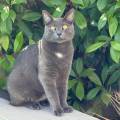 Pet-sitter-passionnée-🐶🐱-1155415-1