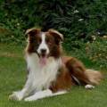 https://fr.holidog.com/ImagesPetSitters/A1F5E250-72D9-4C1E-9F2B-2BF5E9A42824_square_120.jpg Beinvenue-aux-chiens-et-chats-!-1068268-2