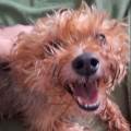 https://fr.holidog.com/ImagesPetSitters/A21DDBA8-3887-47D3-B4C6-052BFBDDFE03_square_120.jpg pet-sitter-attentionnée-à-paris-1140735-1