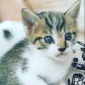 https://fr.holidog.com/ImagesPetSitters/A24F51A4-2FC3-4820-ADE0-5E82981CE592_square_120.jpg Happy-Pets-536485-1