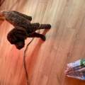 Petsitter-for-your-animals-921264-3