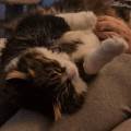 le-chat-curieux-1162062-1