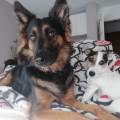 https://fr.holidog.com/ImagesPetSitters/A3B5FBFA-3DF5-4864-8FFC-570B20822E09_square_120.jpg Chez-Léo-et-Bella--459988-1