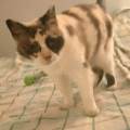 https://fr.holidog.com/ImagesPetSitters/A449E5B6-B41A-4728-9918-BFA44E5F7B98_square_120.jpg Câlins-et-soins-pour-vos-animaux-1109044-2