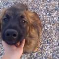 https://fr.holidog.com/ImagesPetSitters/A46B27B1-833E-4CD0-B2C7-9FE51DFAF3B2_square_120.jpg Jeune-petsitter-motivée-1179955-3