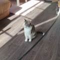amoureuse-des-animaux-800787-0
