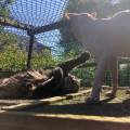 La-colo-passionnée-des-animaux-!-1109904-0