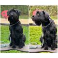 https://fr.holidog.com/ImagesPetSitters/A5A2BD1E-D68B-45B3-9CE0-F55A1A34D003_square_120.jpg Amour-animal-860183-0