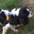 https://fr.holidog.com/ImagesPetSitters/A5C19851-52DF-426E-B22F-E246B2A95A5A_square_120.jpg Etudiante-en-comportemental-animal--312004-3