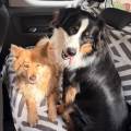 https://fr.holidog.com/ImagesPetSitters/A5DEA33D-1CBB-4FC0-B3B2-643BB6D27FF8_square_120.jpg Le-paradis-des-chiens-1158757-2