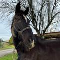 Justine|Petsitter-920210-1