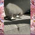 https://fr.holidog.com/ImagesPetSitters/A65F68CA-45A6-4D61-8BB2-EC7BAF3FD109_square_120.jpg 1103605-0
