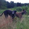 petsitter-qui-a-du-chien!!-329725-1