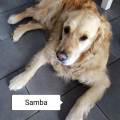 https://fr.holidog.com/ImagesPetSitters/A7A5B5AF-B60A-44A5-9728-30D217F783D4_square_120.jpg La-maison-des-toutous--1063936-2
