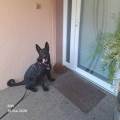 le-reve-de-tout-les-grands-toutous-1161268-2