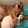https://fr.holidog.com/ImagesPetSitters/A82D5396-19ED-457C-93D2-15C8388E0814_square_120.jpg l-amour-pour-les-chiens-et-chats-58619-0