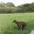 https://fr.holidog.com/ImagesPetSitters/A858F5D9-1DB0-46C3-84D1-D9E1EB1CB9D8_square_120.jpg Passionnée-et-amoureuse-des-animaux-1151056-3