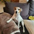 https://fr.holidog.com/ImagesPetSitters/A89AF10B-C919-402D-BDA1-E35E9CC3E072_square_120.jpg Clara-et-les-câlins--1116012-3