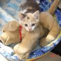 Par-amour-des-animaux-87345-3
