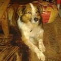 https://fr.holidog.com/ImagesPetSitters/A90D55E1-DCB0-418B-8F83-AA91EDA19B72_square_120.jpg Chez-Valy--364857-0