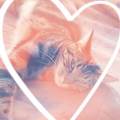 L'amour-des-chats--451826-2