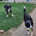 https://fr.holidog.com/ImagesPetSitters/A98C0456-7630-43FA-B4F1-7A49E648AD0A_square_120.jpg Au-bonheur-des-toutous-1104813-3
