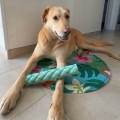 Pet-sitter-passionnée--1123903-2