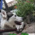 https://fr.holidog.com/ImagesPetSitters/A9D420FF-86D5-4E02-99F4-ADB018CD27E1_square_120.jpg Comme-à-la-maison--562139-1
