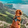 Yann,Allié-Estival-pour-Vos-Animaux-1084531-3