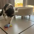 Lise-veille-sur-vos-animaux--1065457-3