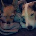 https://fr.holidog.com/ImagesPetSitters/AB350D42-1593-4D48-B111-16CF4035759F_square_120.jpg 🐾-Pet-sitter-avec-amour-!-🐶🐱-76075-0