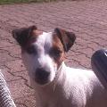 https://fr.holidog.com/ImagesPetSitters/AB7DA1F2-CE58-4413-8D46-6E13ACF2573A_square_120.jpg Promenade-de-votre-chien-17933-2