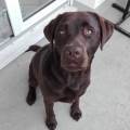https://fr.holidog.com/ImagesPetSitters/ABB6CCB6-AA8B-4827-92CB-D98F68176B85_square_120.jpg Elodie,-passion-vétérinaire-468021-1