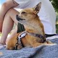 Amoureuse-des-chiens-et-chats-1087985-2