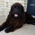 https://fr.holidog.com/ImagesPetSitters/ACA4C9C0-3A5F-4B79-BA7F-76628FC75D28_square_120.jpg Le-paradis-des-animaux-59098-1