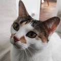 Dynamique-et-amoureuse-des-animaux-1157831-1