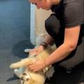 https://fr.holidog.com/ImagesPetSitters/AE02B2BC-13F2-4A15-BF68-C669878B1C18_square_120.jpg 1046821-3