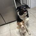 https://fr.holidog.com/ImagesPetSitters/AE09A7DC-DC05-4DCC-9156-CBC90709FCD4_square_120.jpg Petsitter-fiable-et-attentionnée--1049377-2