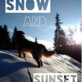 Pet-sitter-et-soigneur-animalier-357427-2