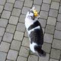 https://fr.holidog.com/ImagesPetSitters/AE5639EE-79DD-4A25-88B4-3B42E57A1E23_square_120.jpg Au-service-des-animaux-364721-0