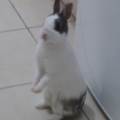 Petsitteuse-:)-402930-3