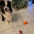 https://fr.holidog.com/ImagesPetSitters/AFB90D52-D6DC-42CE-80DA-12CFCEB30EB6_square_120.jpg COLO-&-PAPOUILLES-ILLIMITEES-:)-910622-0