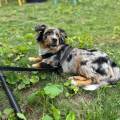 L'ami-de-nos-meilleurs-amis--1157090-1