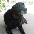 https://fr.holidog.com/ImagesPetSitters/B1654212-AD46-4B9B-817F-BAE1B61A8263_square_120.jpg Garde-d'animaux-vacances-338547-0