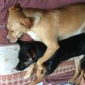 https://fr.holidog.com/ImagesPetSitters/B26AE298-C9C2-464A-B054-C11CC844D652_square_120.jpg Garde-d'animaux-en-toute-confiance-131019-0