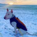 https://fr.holidog.com/ImagesPetSitters/B28312EE-6B67-47E8-B103-73A628BC744B_square_120.jpg HomePet-Services-91033-0