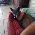 https://fr.holidog.com/ImagesPetSitters/B2B97706-38D9-4EB8-AE28-6C25602B13D2_square_120.jpg Animal-Lover-1078858-3