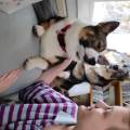 https://fr.holidog.com/ImagesPetSitters/B2DF23DB-DCDA-4FEE-8A47-1A86FAFCD1B6_square_120.jpg Vacances-canines--1068852-0